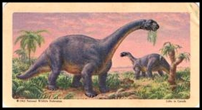 19 Camarasaurus